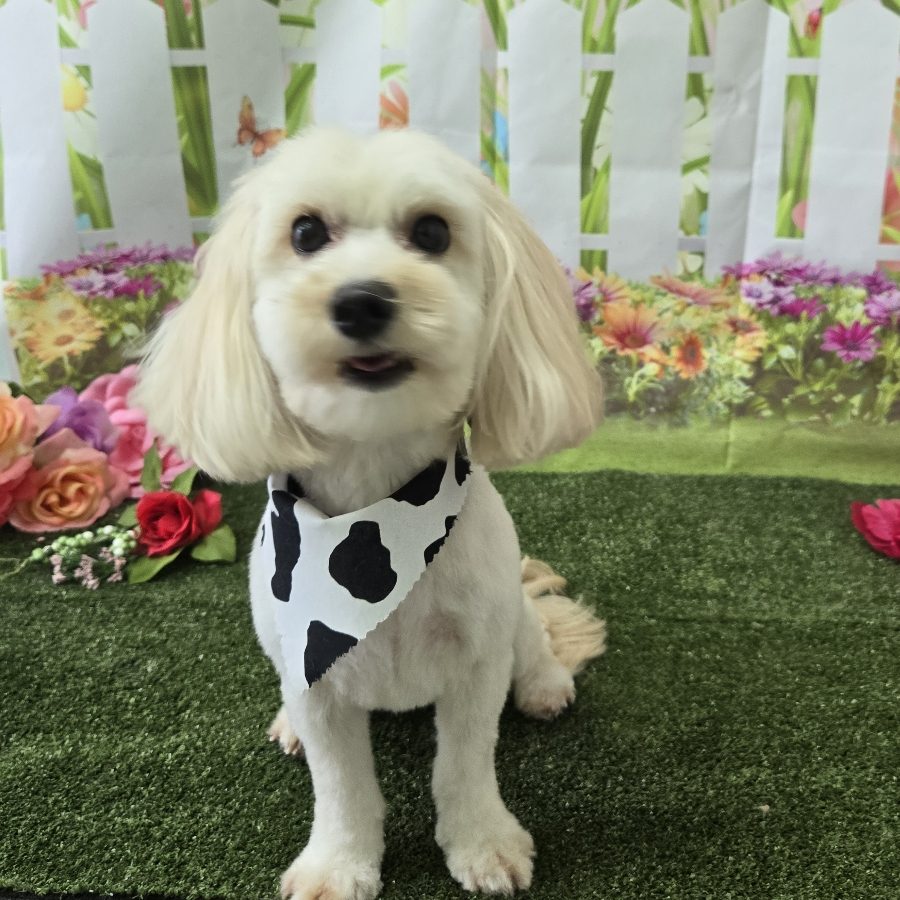 A freshly groomed dog at Pretty Paws Pet Spa