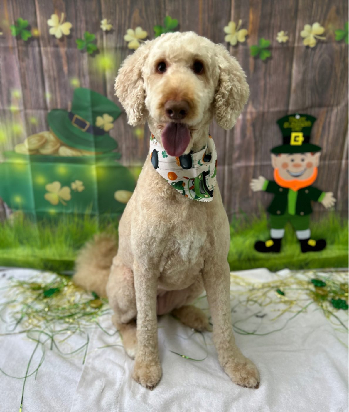 Doodle after a groom