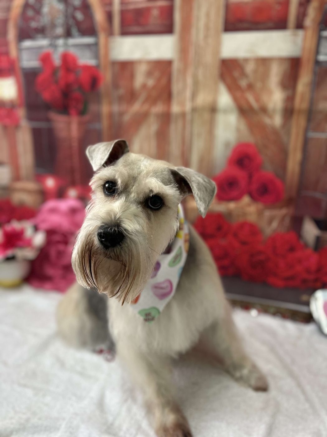 Schnauzer with a bandanna
