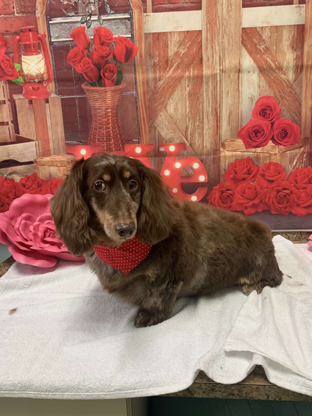 Dachshund after a bath