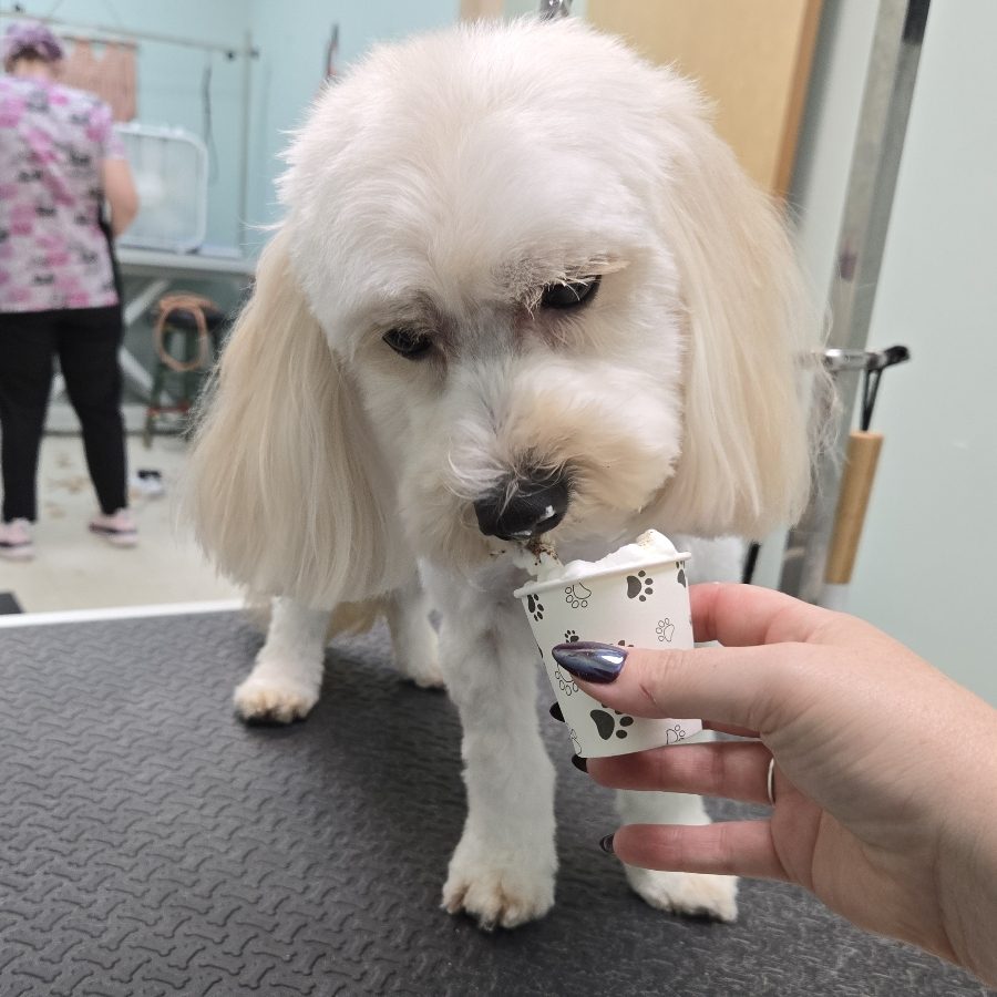 Fluffy white pup at the salon
