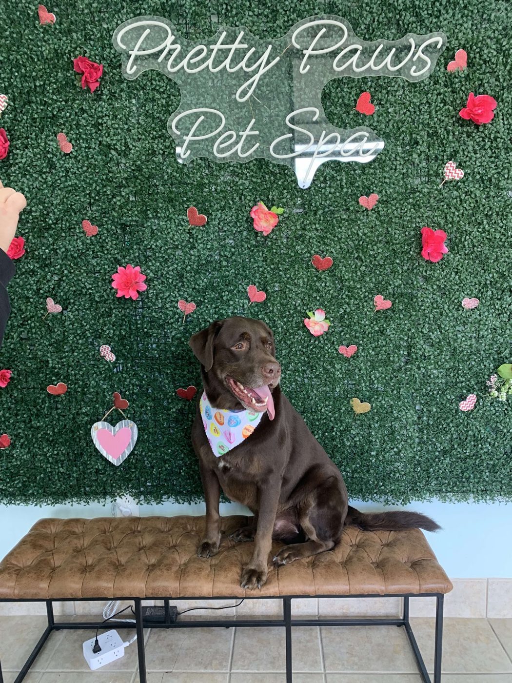 Pretty Paws Pet Spa photo wall